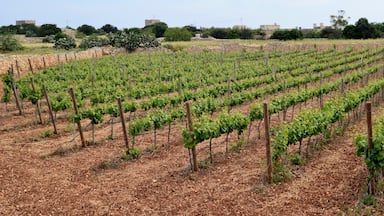 Vineyards near Żejtun, Malta