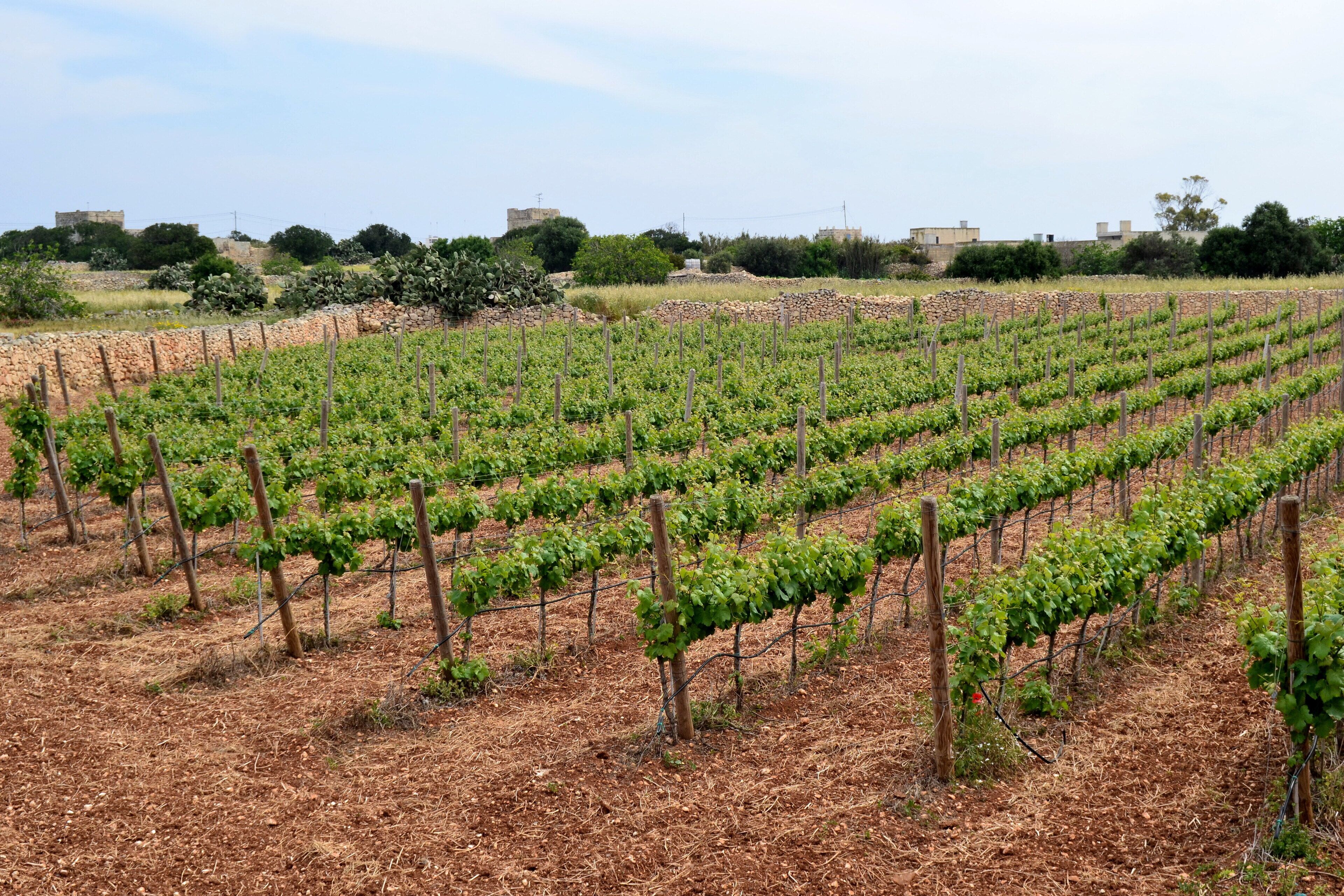 A vineyard with rows of grapevines.