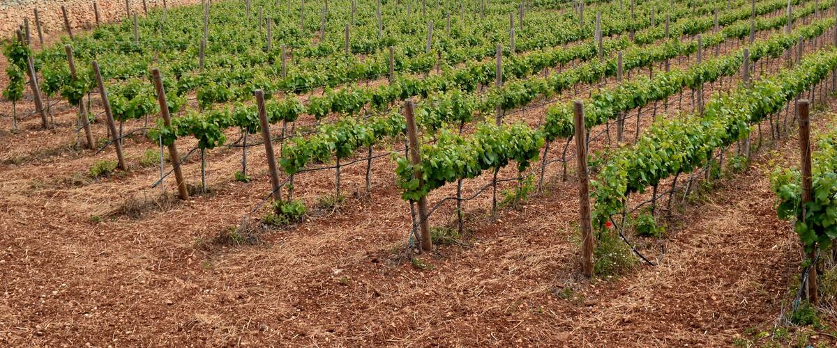 A vineyard with rows of grapevines.