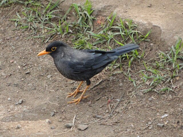 Botanical garden of ooty is very well maintained and it is rich in flora and fauna.