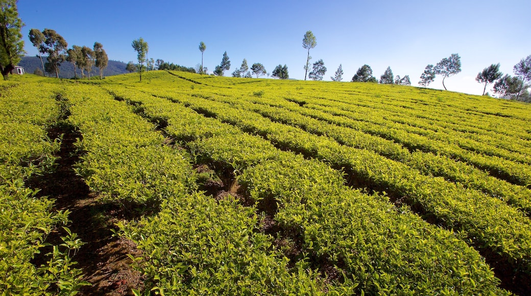 Ooty which includes tranquil scenes and farmland
