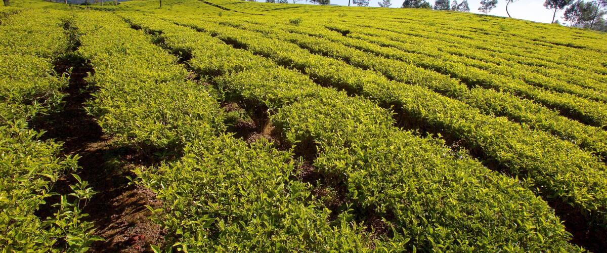 Ooty which includes tranquil scenes and farmland