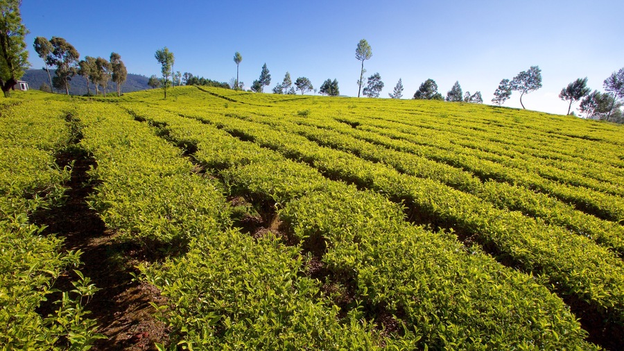 Ooty which includes tranquil scenes and farmland