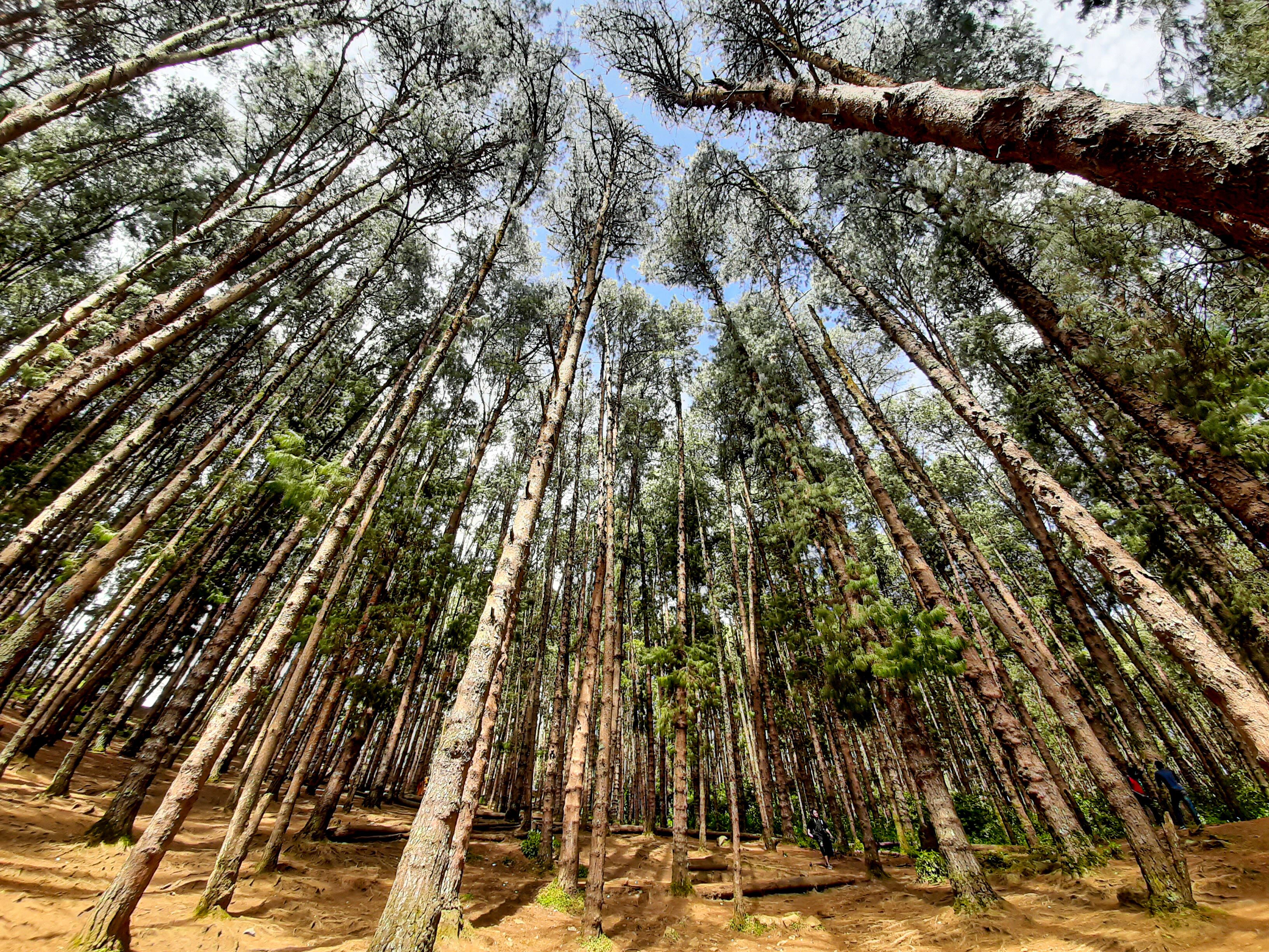Pine Forest #lifeatexpedia #nature #inthemiddleofnowhere #outdoors #India