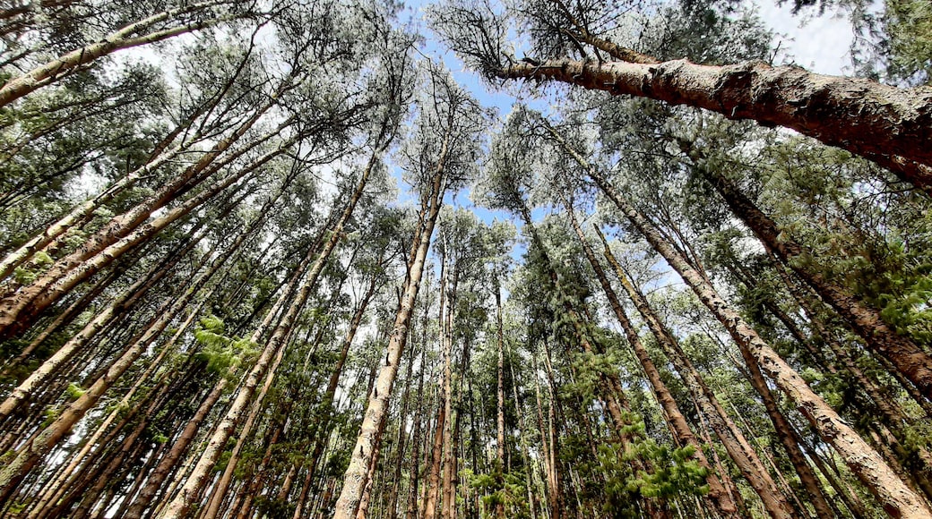 Pine Forest #lifeatexpedia #nature #inthemiddleofnowhere #outdoors #India