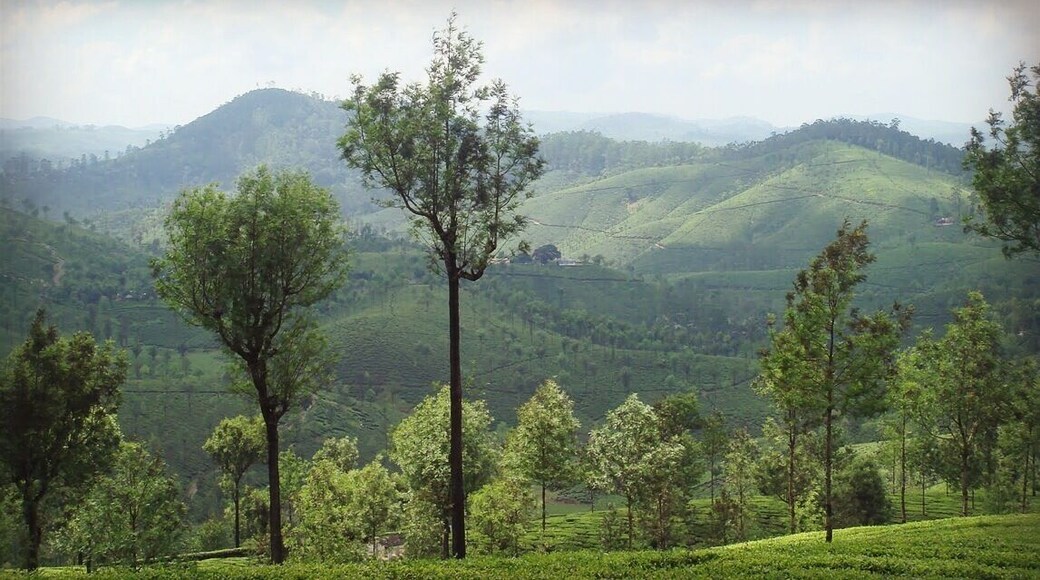 Lush green tea plantations in Ooty.
#hiking #BestOf5 #Green
