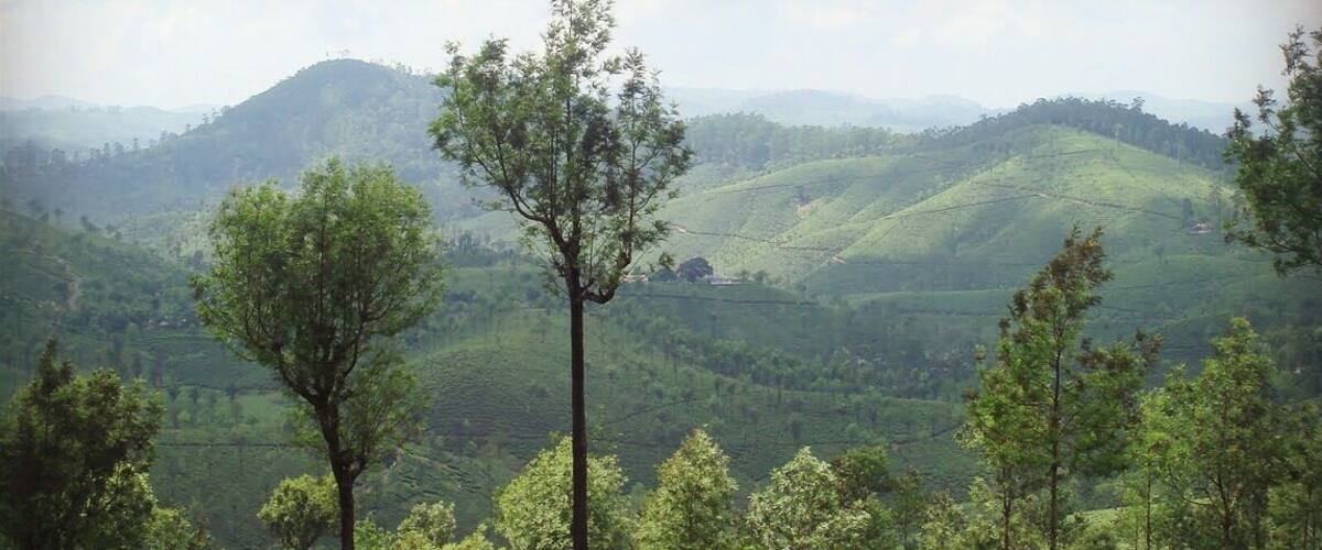 Lush green tea plantations in Ooty.
#hiking #BestOf5 #Green