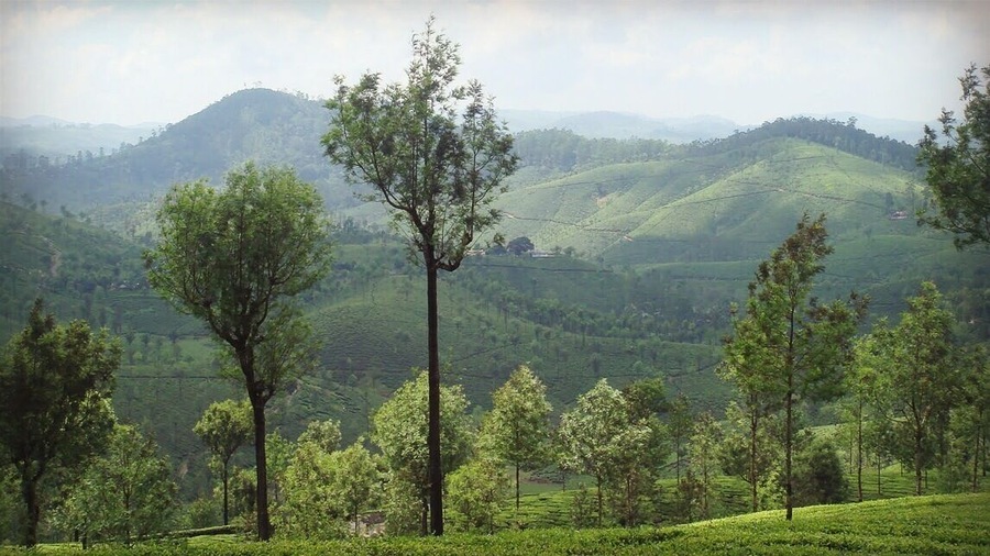 Lush green tea plantations in Ooty.
#hiking #BestOf5 #Green