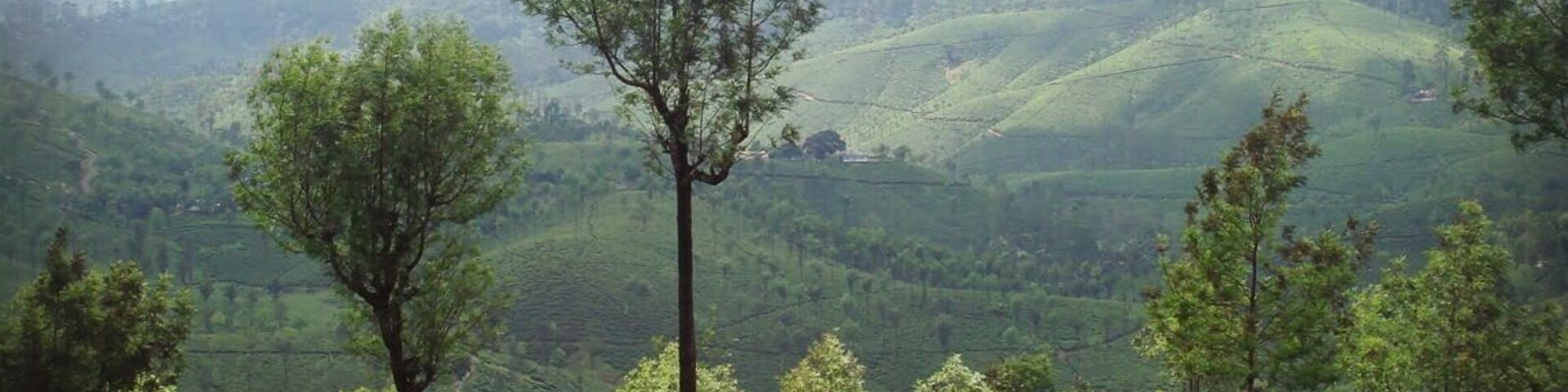Lush green tea plantations in Ooty.
#hiking #BestOf5 #Green