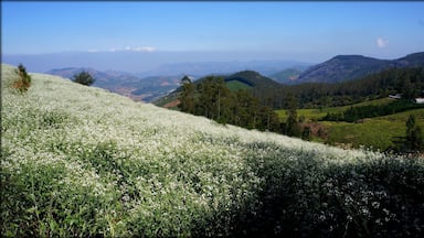 Une colline parsemée de fleurs blanches, une vallée où s’étendent des plantations de thé et, au loin, des montagnes sous un ciel dégagé.