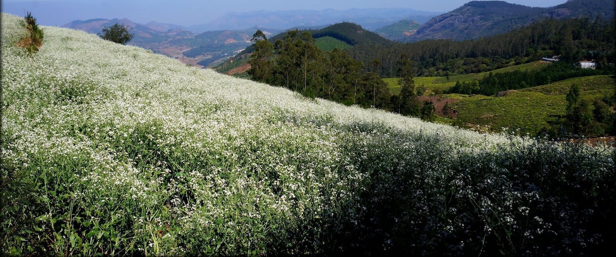 A hillside covered with white flowers, a valley with tea plantations, and distant mountains under a clear sky.