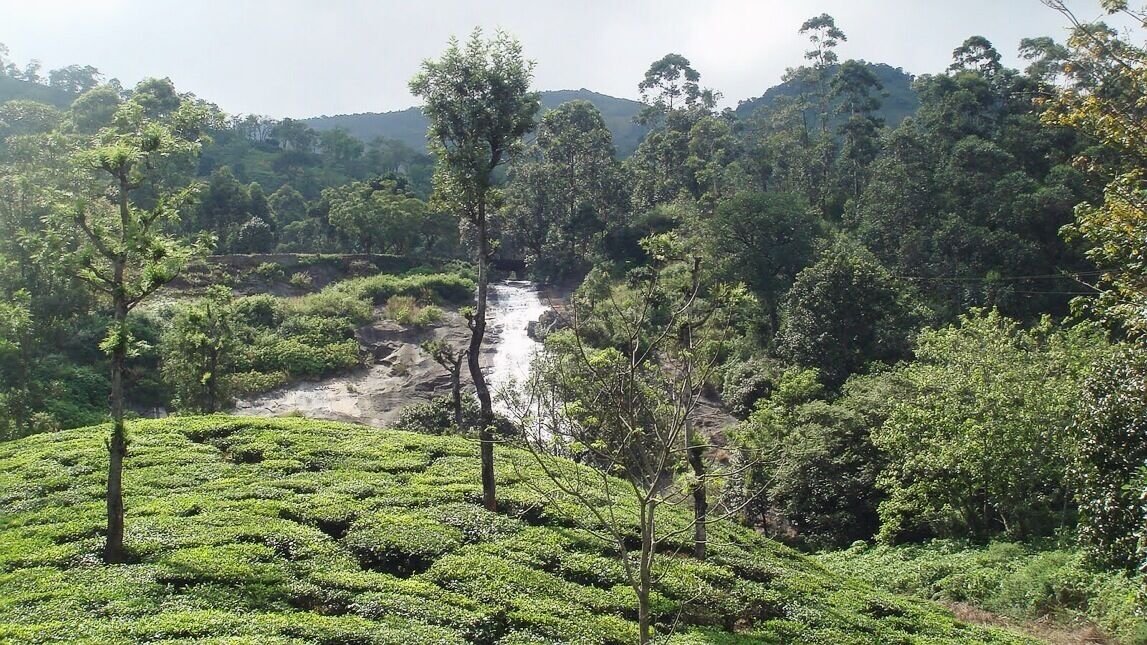 Another one from my trip to Ooty.
#hiking #BestOf5 #Green