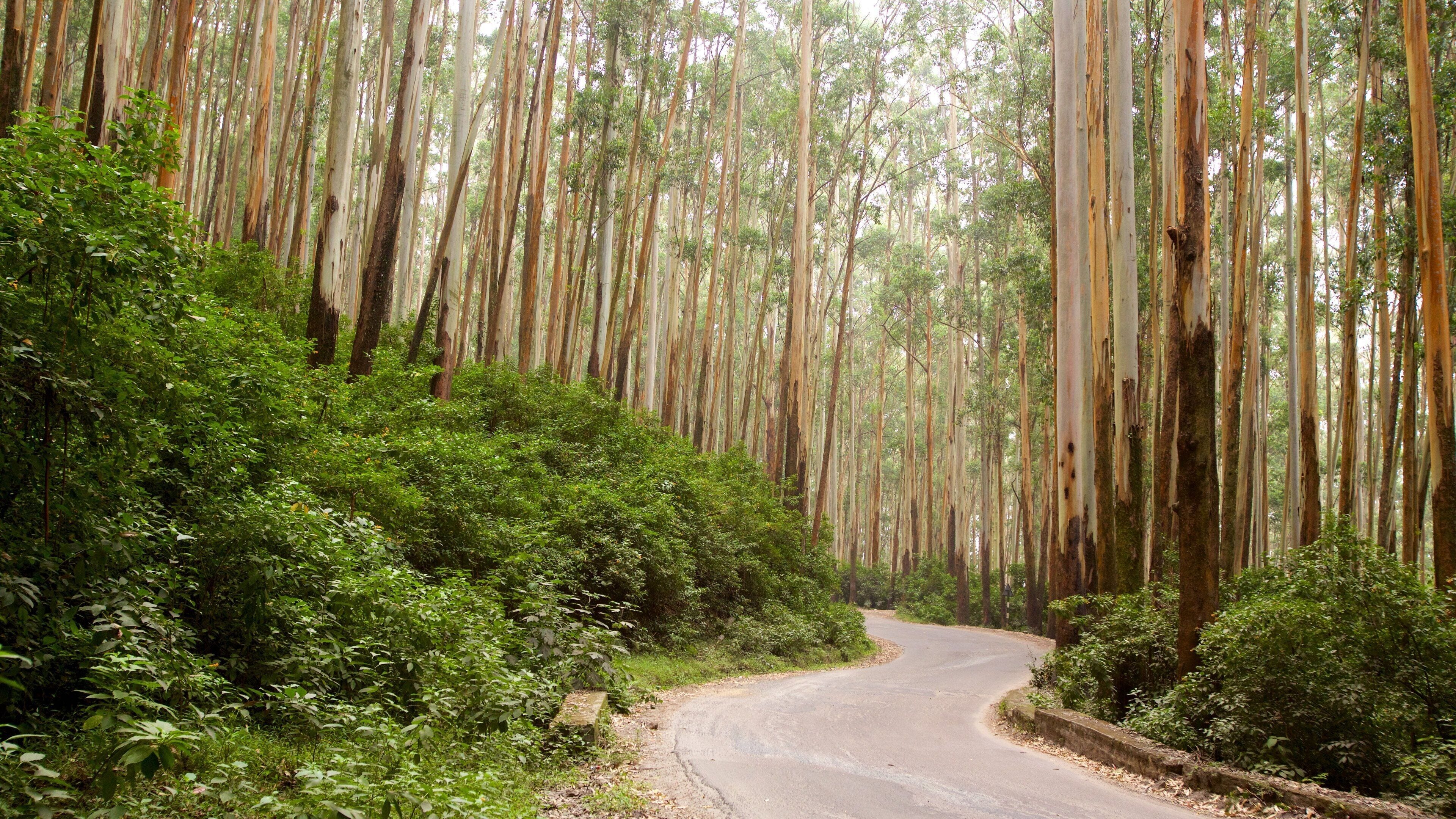 Ooty showing forests