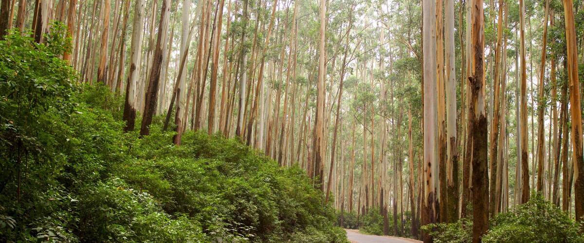 Ooty showing forests