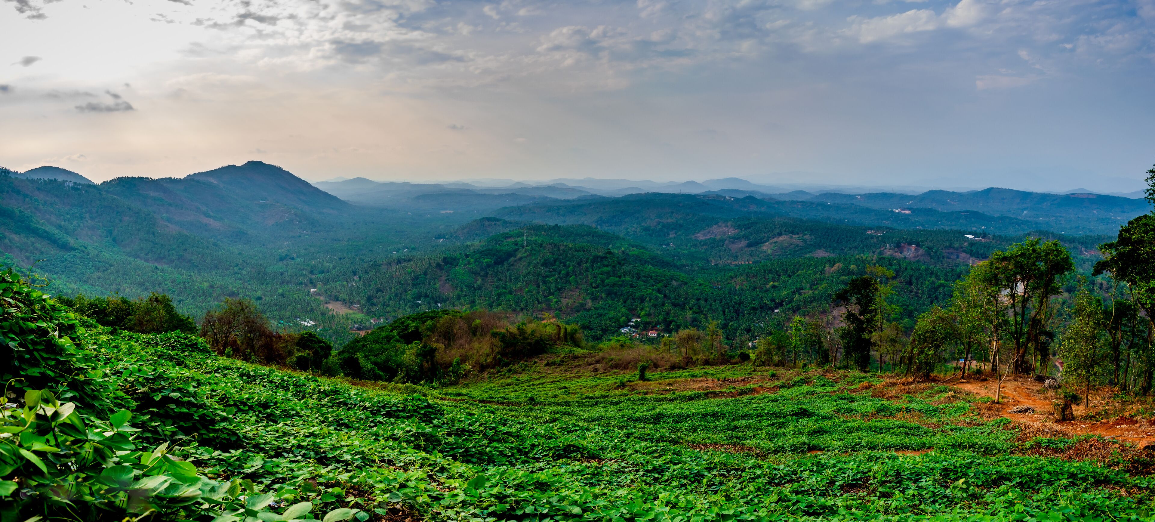 A lush green tea plantation with rolling hills and distant mountains under a cloudy sky.