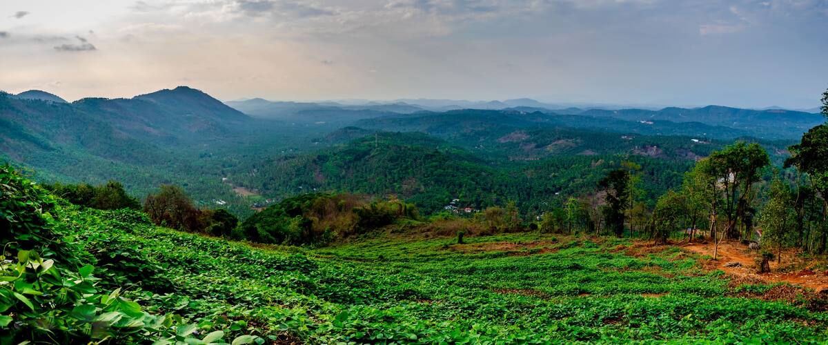 A lush green tea plantation with rolling hills and distant mountains under a cloudy sky.