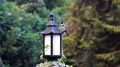 Un oiseau était perché sur une lanterne dans un jardin.
