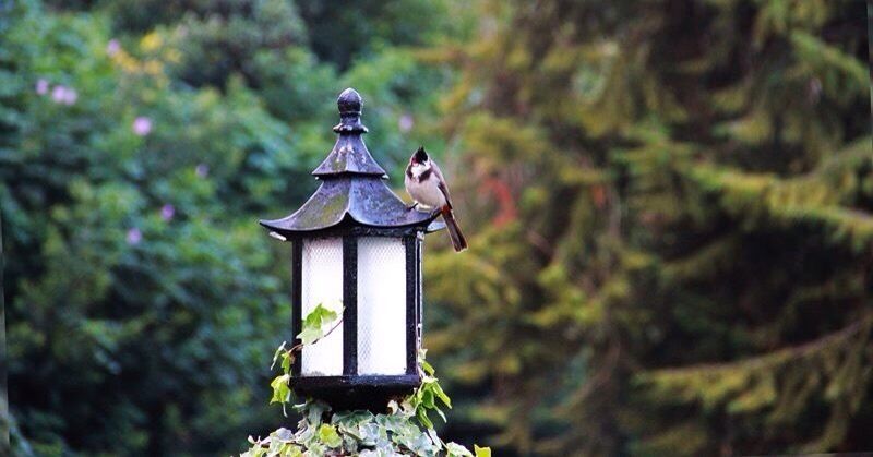 A bird perched on a lantern in a garden.