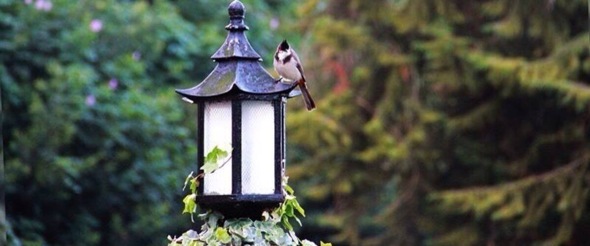 A bird perched on a lantern in a garden.