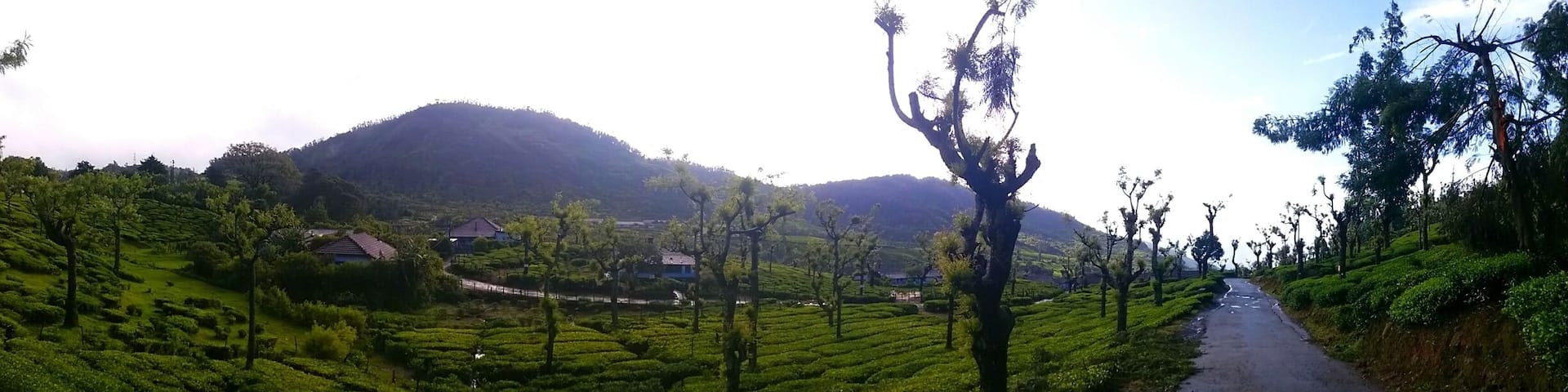 A rural landscape with terraced tea fields, a winding road, and houses in the distance.