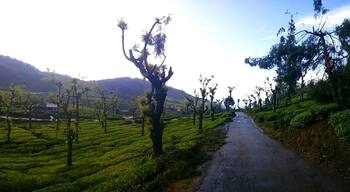 A beautiful tea estates, a little down drive from pine forests. A little known places of ooty. #nature # travel # landscape # drive
