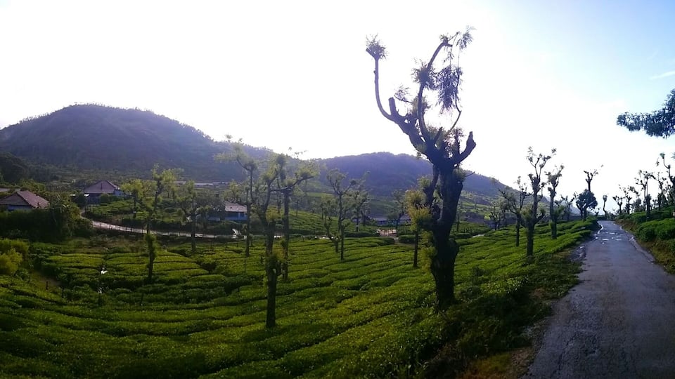 A beautiful tea estates, a little down drive from pine forests. A little known places of ooty. #nature # travel # landscape # drive