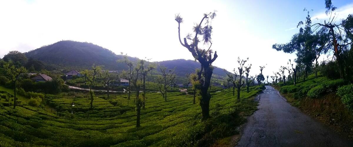 A rural landscape with terraced tea fields, a winding road, and houses in the distance.