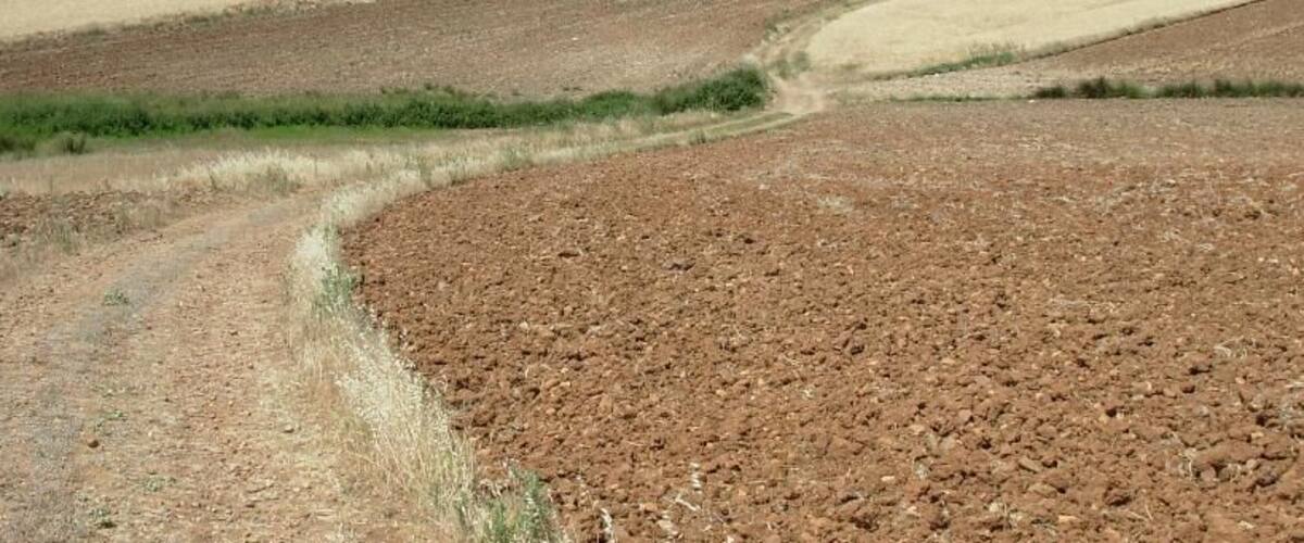 A vast agricultural field with a dirt path curving through it.