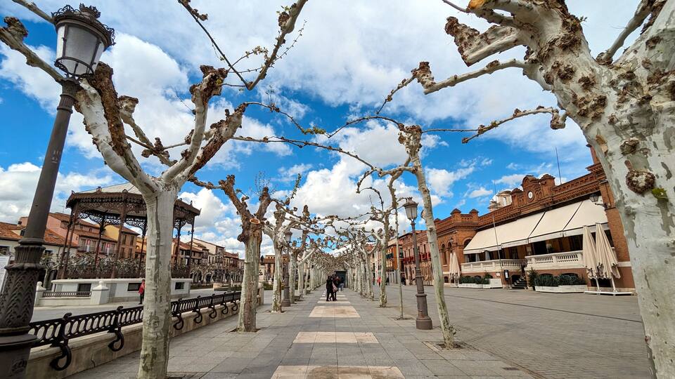 A tree-lined pedestrian street with historic buildings and street lamps.