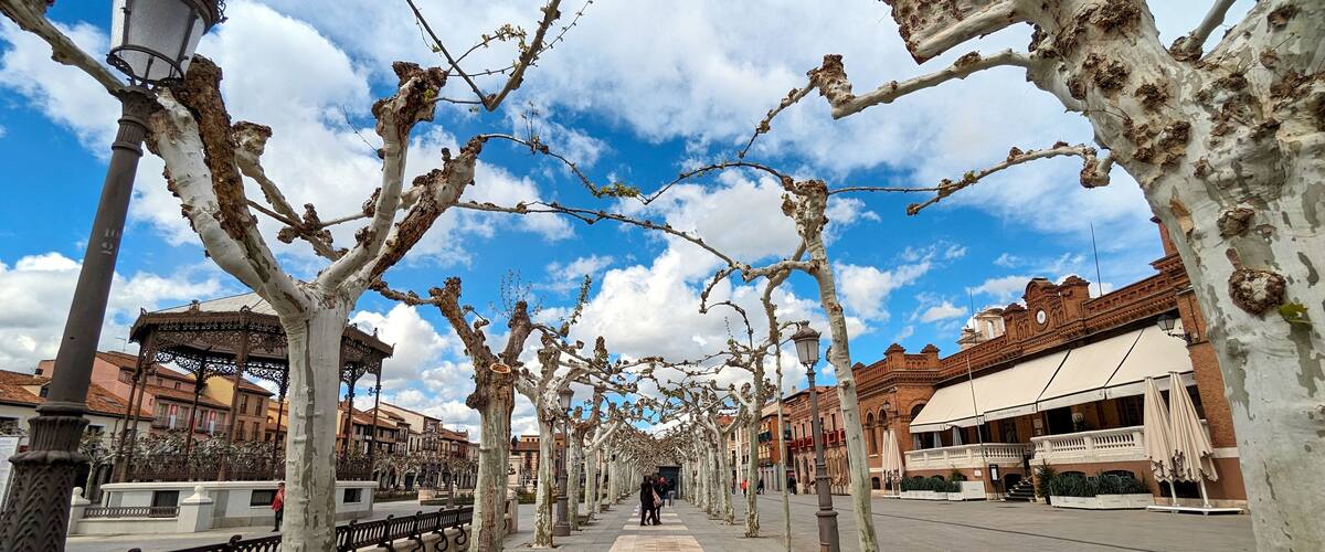 A tree-lined pedestrian street with historic buildings and street lamps.