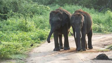 Walking elephants at National Park,in srilanka