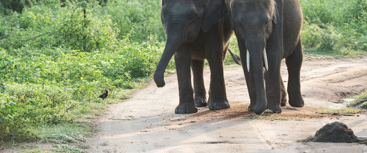 Two elephants walking on a dirt road surrounded by greenery.