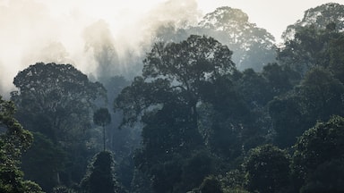 A forest with tall trees and sunlight filtering through the canopy.