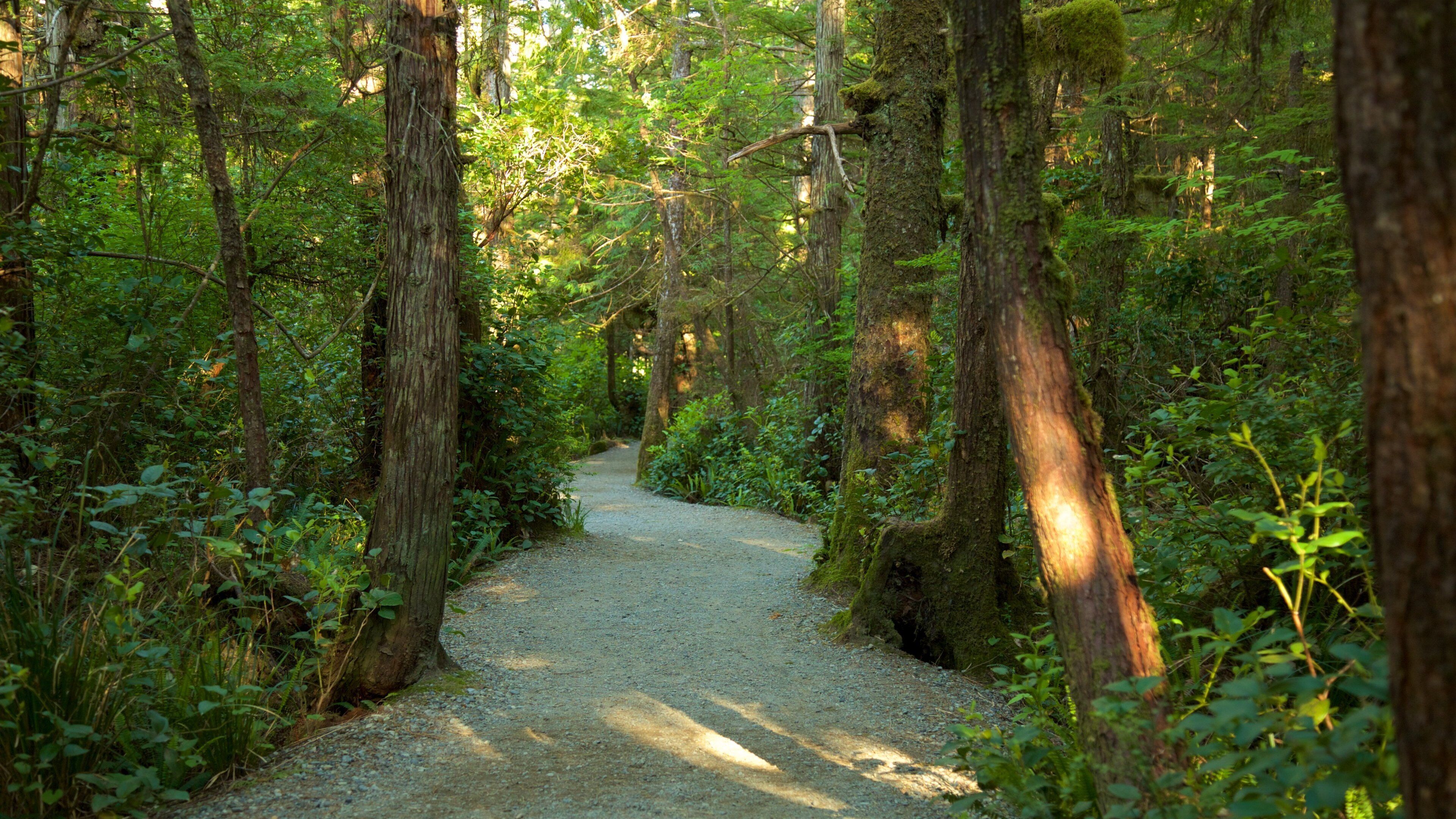 Wild Pacific Trail que inclui cenas de floresta