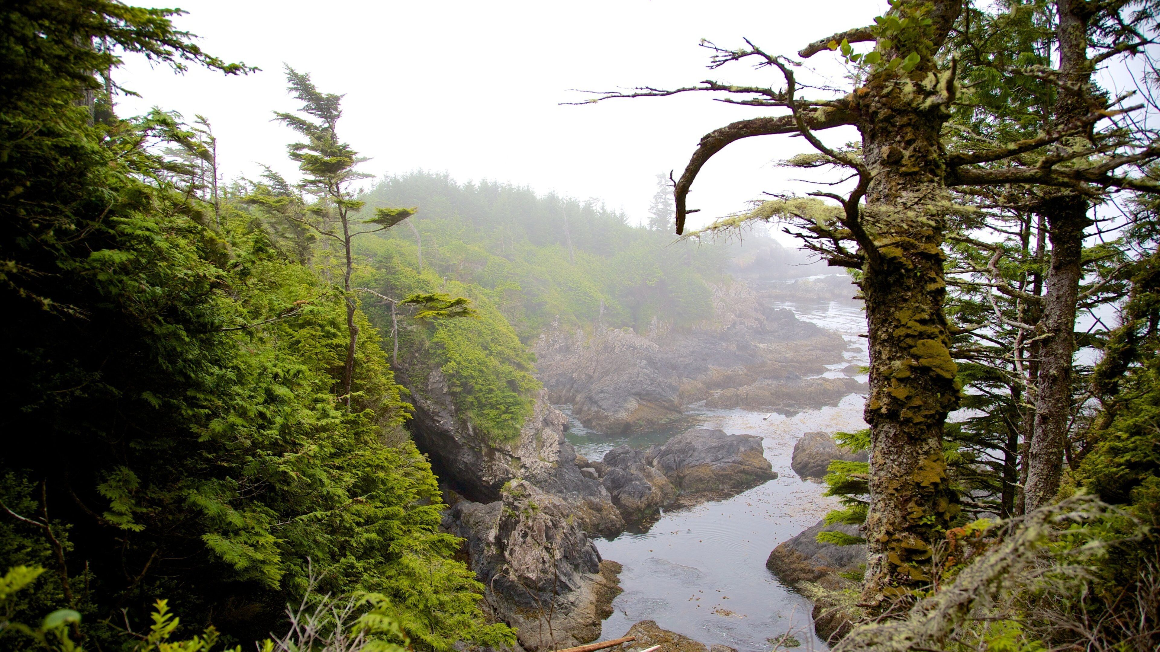 Wild Pacific Trail featuring mist or fog, a river or creek and forest scenes