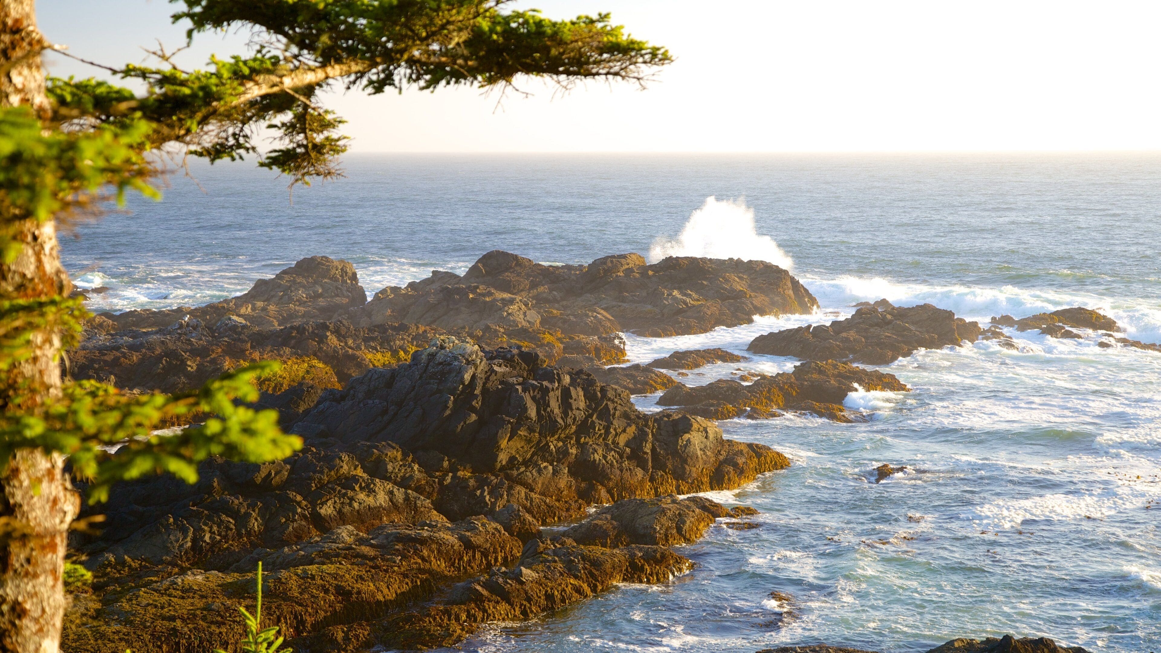 Sendero Wild Pacific que incluye costa escarpada