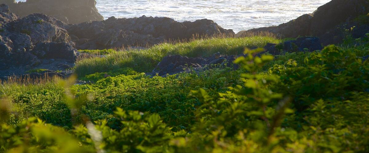 Wild Pacific fottursti som viser klippelandskap og kyst