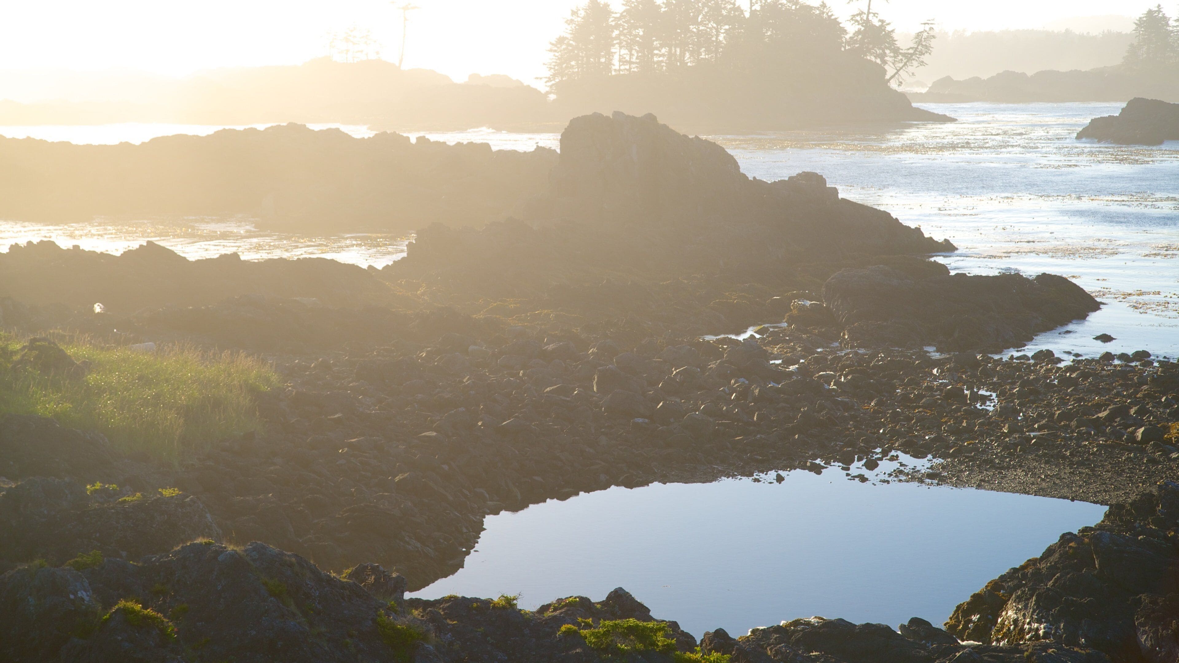 Wild Pacific Trail showing rocky coastline, mist or fog and general coastal views