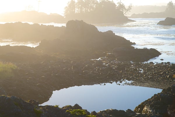 Sendero Wild Pacific mostrando litoral accidentado, niebla y vistas de una costa