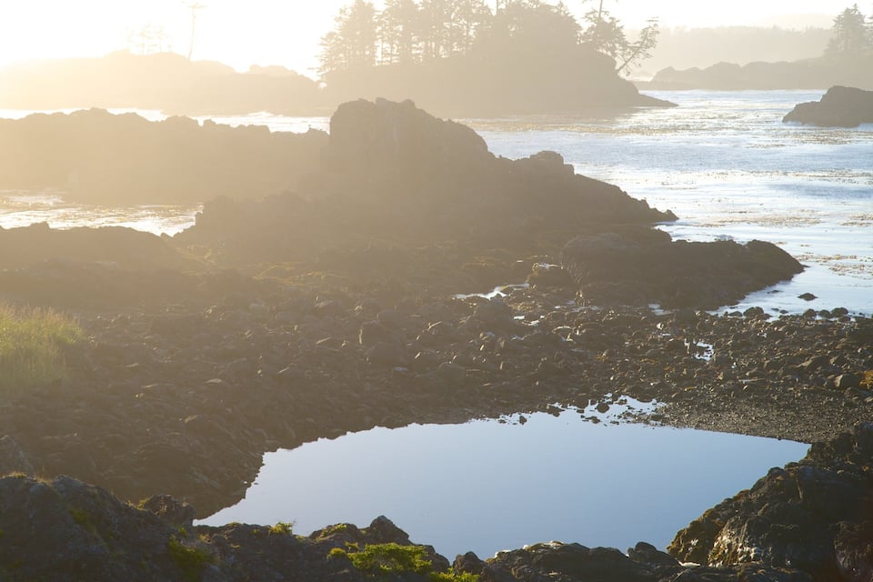 A rocky shoreline with a small pond surrounded by rocks and sparse vegetation.