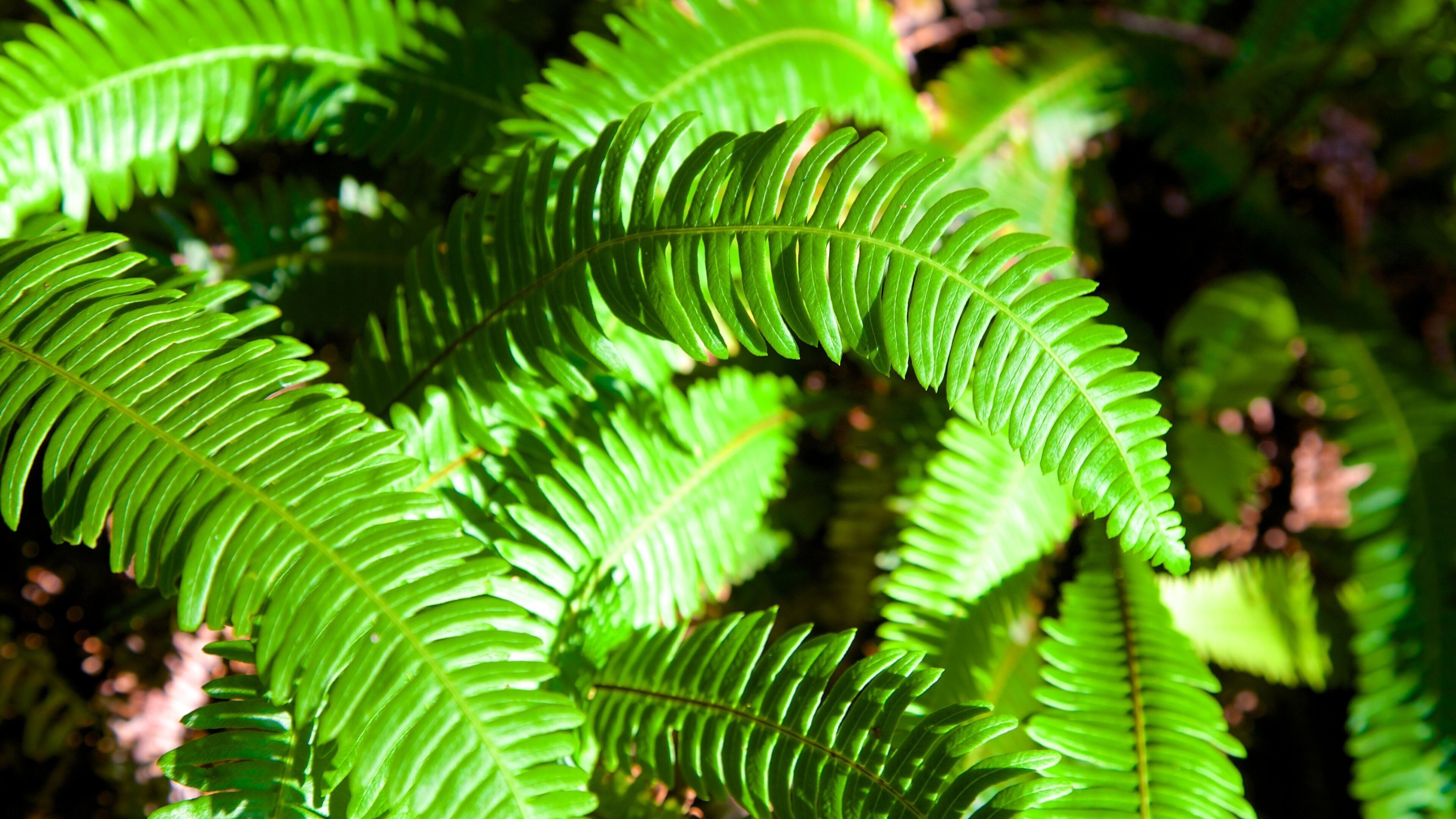 Wild Pacific Trail featuring rainforest