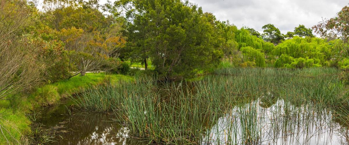 Panboola Wetlands and Heritage Project showing wetlands and a pond