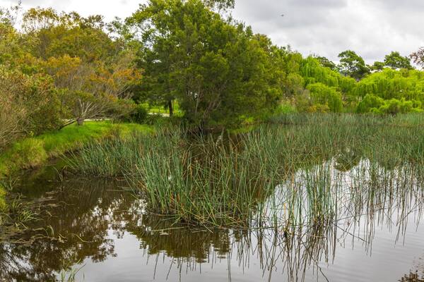 Panboola Wetlands and Heritage Project showing wetlands and a pond