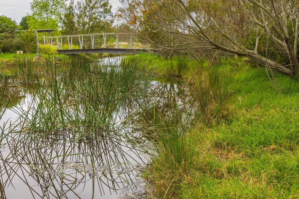 Un estany tranquil amb herbes altes i joncs, un pont metàl·lic i arbres al fons.
