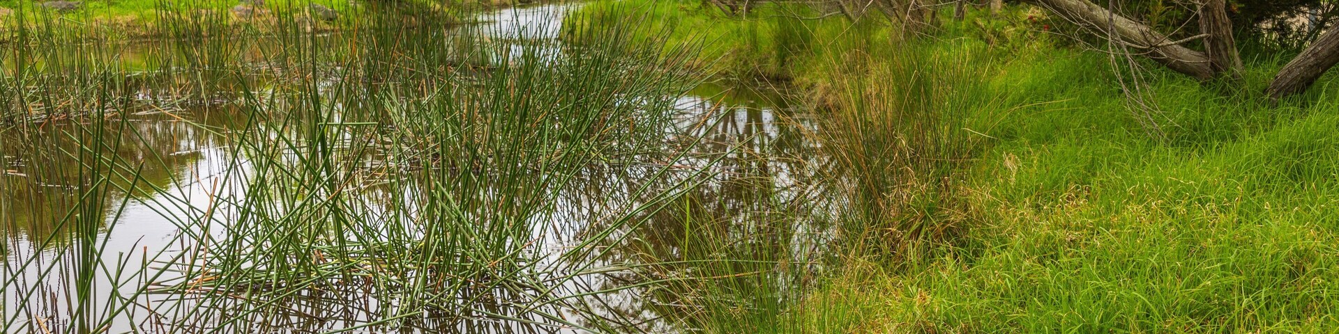 Panboola Wetlands and Heritage Project showing a pond