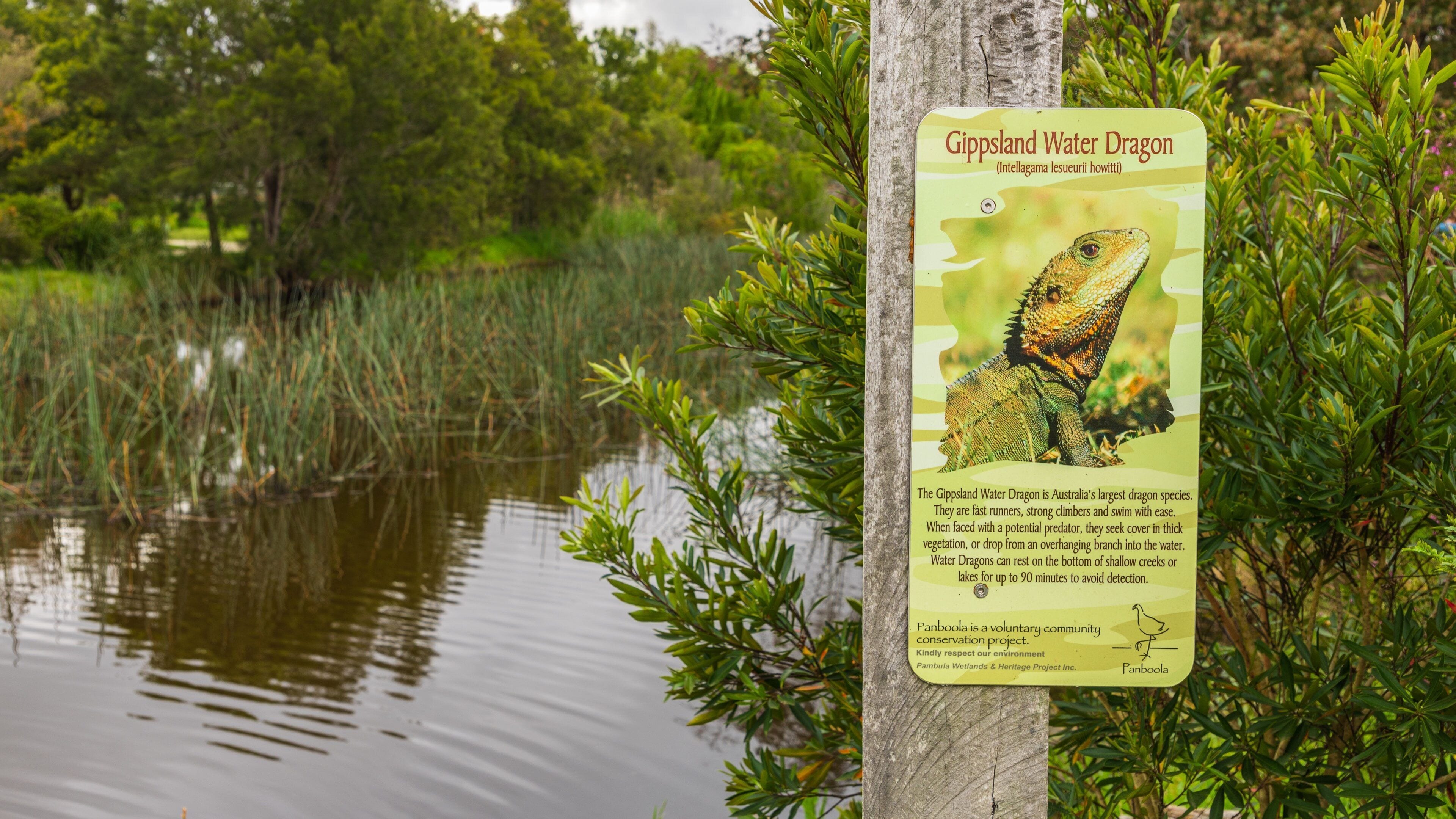 Señal sobre el dragón de agua de Gippsland cerca de una masa de agua con vegetación.