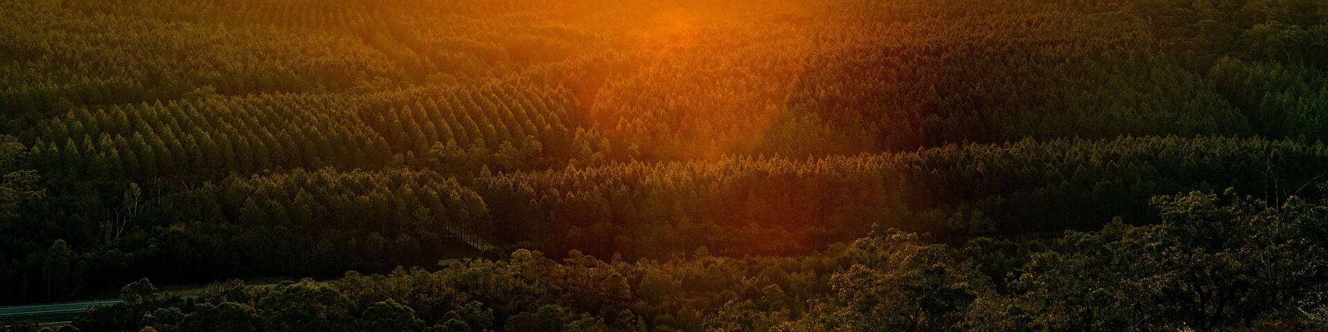A sunset over a forested mountain range with a prominent peak in the center.