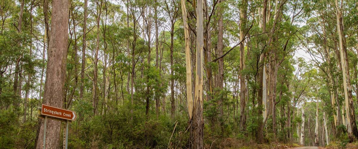 Stringybark Reserve showing tranquil scenes and forest scenes