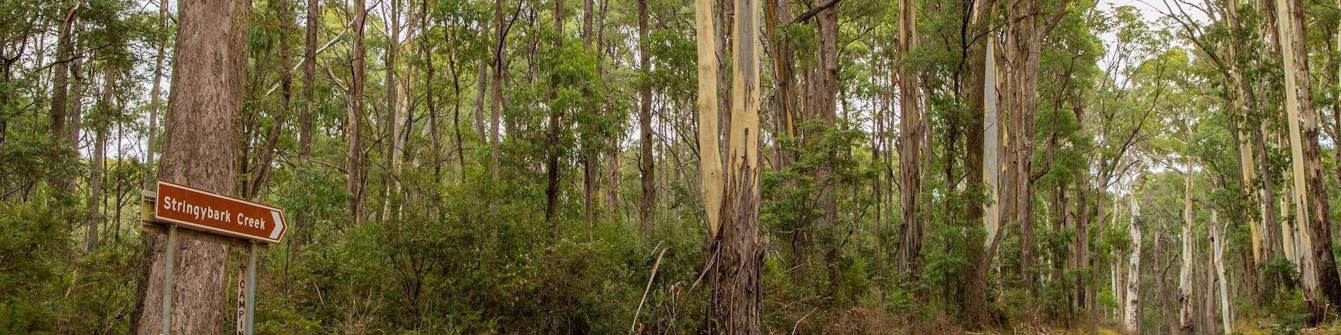 Stringybark Reserve showing tranquil scenes and forest scenes