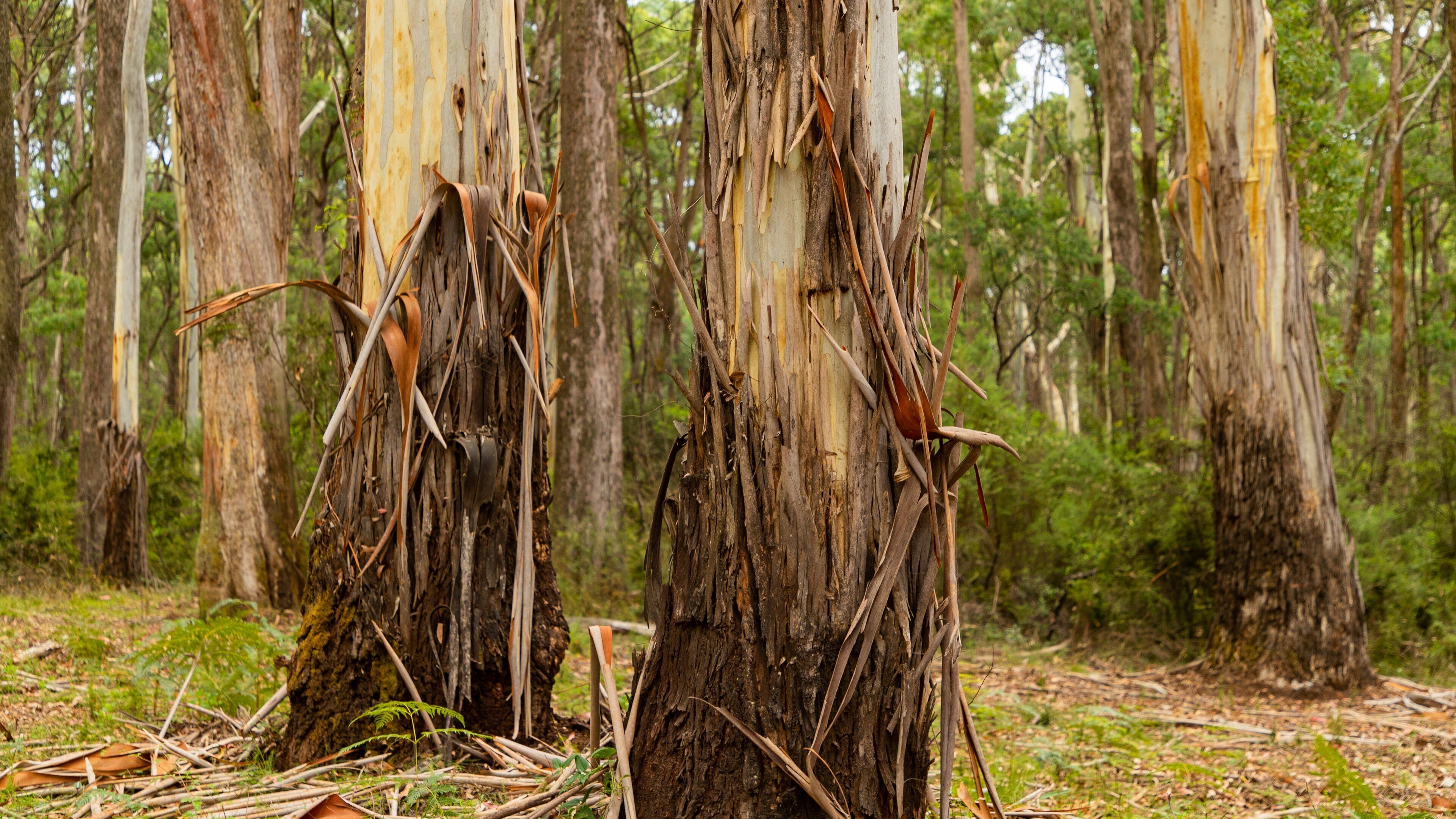 Stringybark Reserve showing tranquil scenes and forest scenes
